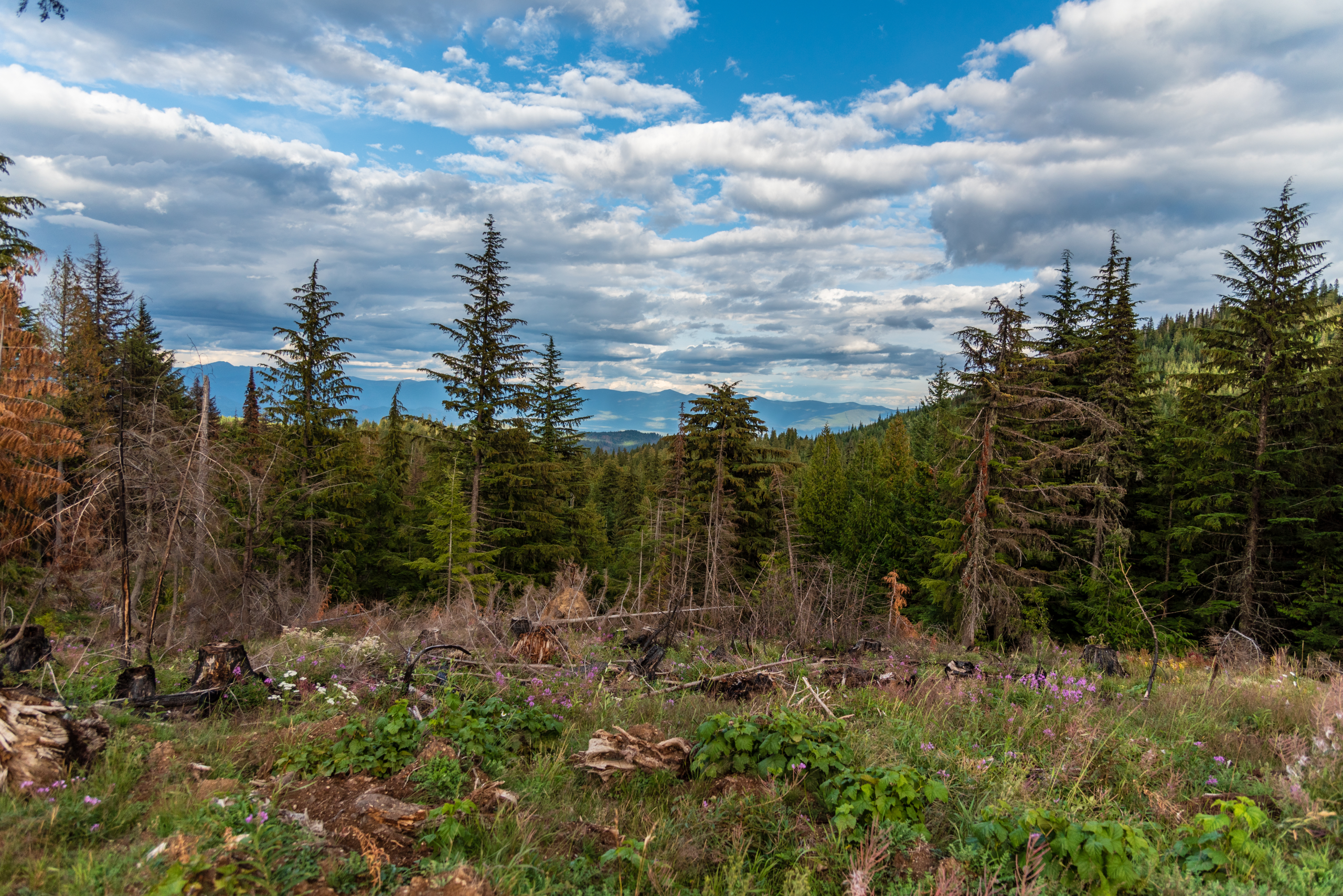 Simpson Timber Company