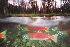 Alyeska Seafoods, Unisea Inc., and Westward Seafoods